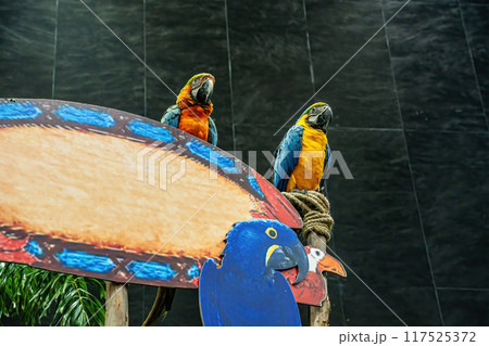 Macaw perched on a branch Macaw perched on a branch 117525372