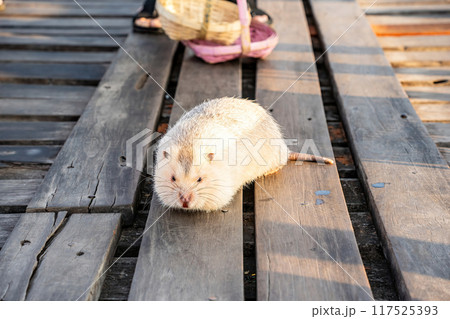 Bamboo rat 117525393
