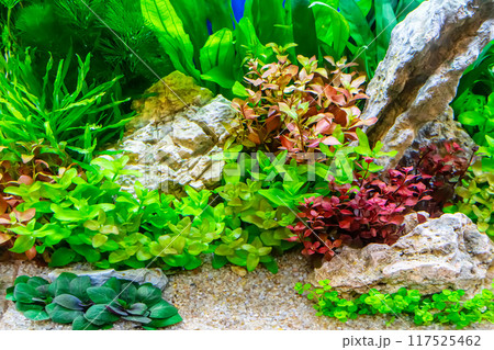 Tropical freshwater aquarium 117525462