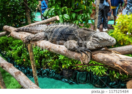 Iguana on a log 117525484