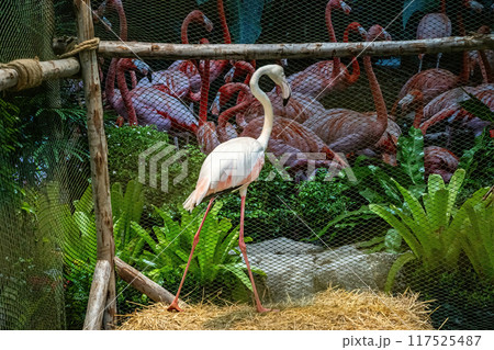 The flamingos 117525487