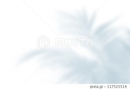 植物 影 光 日差し 植物 影 光 日差し 117525514