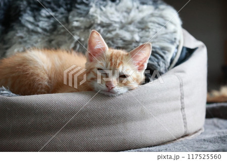 寝ている子猫 寝ている子猫 117525560