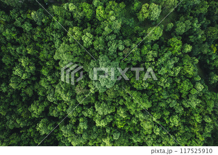 Aerial view of dark green forest with misty clouds 117525910