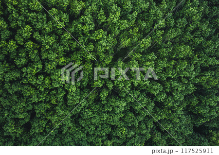 Aerial view of dark green forest with misty clouds Aerial view of dark green forest with misty clouds 117525911