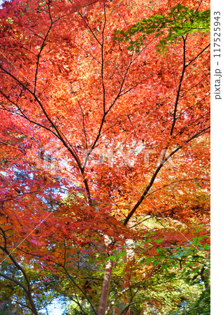 大町公園　もみじ山の美しい紅葉（大町自然観察園）千葉県市川市 117525943