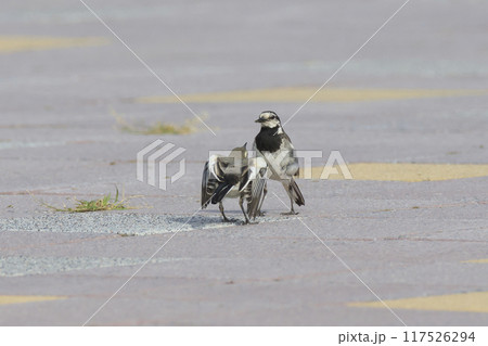 親鳥に給餌をせがむハクセキレイの幼鳥 117526294