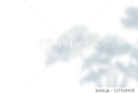 植物 影 光 日差し 植物 影 光 日差し 117526428