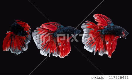 Three vibrant red and black Siamese fighting fish (Betta) captured in different swimming poses against black background. The flowing fins and striking color contrast elegance and aggression Three vibrant red and black Siamese fighting fish (Betta) captured in different swimming poses against black background. The flowing fins and striking color contrast elegance and aggression 117526431