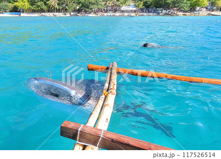 甚兵衛鮫観光 117526514