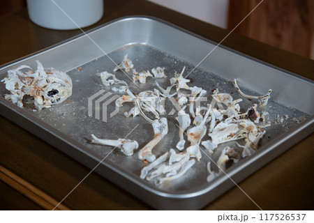 火葬 骨 ペット 小型犬 埋葬 117526537