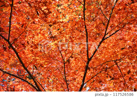 大町公園　もみじ山の美しい紅葉（大町自然観察園）千葉県市川市 117526586