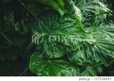 Green leaf texture with hand and water drops after rain Green leaf texture with hand and water drops after rain 117526643