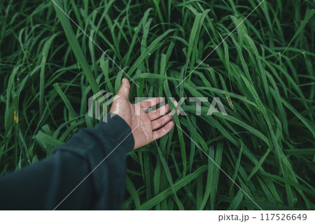 Dark green rice leaves after rain, oxygen, agriculture, nature conservation 117526649