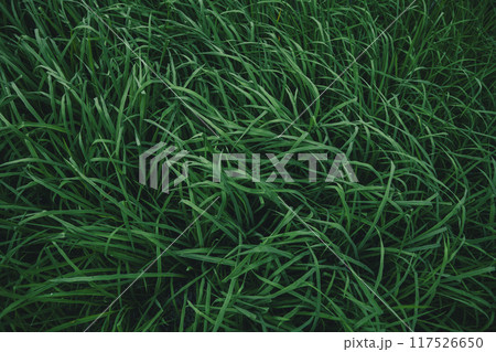 Dark green rice leaves after rain, oxygen, agriculture, nature conservation Dark green rice leaves after rain, oxygen, agriculture, nature conservation 117526650
