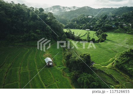 Aerial Rice field natural of the terraced green 117526655