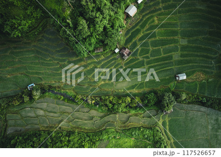 Aerial Rice field natural of the terraced green 117526657