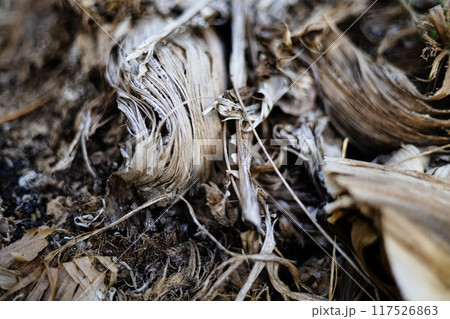 The remains of burnt branches and leaves in the garden. The grass was almost completely destroyed by a fire. 117526863