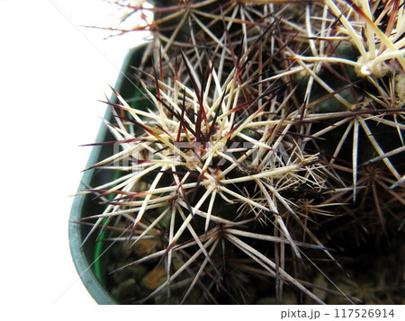 ダビシー 117526914