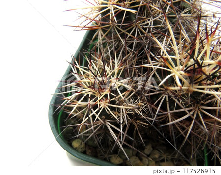 ダビシー 117526915