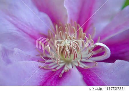 クレマチス「ドクターラッペル」の蕊。花言葉は「精神の美」「旅人の喜び」「甘い束縛」。 117527254