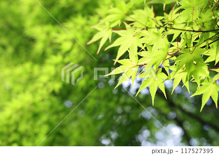 青いもみじ 117527395