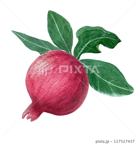 Red pomegranate with leafs detailed watercolor illustration isolated on white. Hand drawn realistic fruit element for fall harvest cards, culinary designs, home decor, prints. Autumn plant clip art 117527437