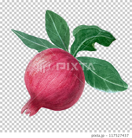 Red pomegranate with leafs detailed watercolor illustration isolated on white. Hand drawn realistic fruit element for fall harvest cards, culinary designs, home decor, prints. Autumn plant clip art 117527437