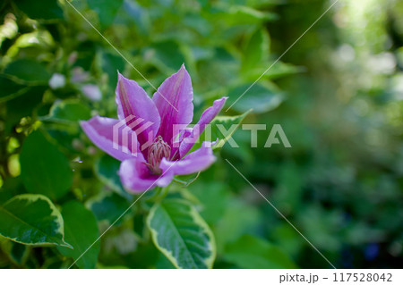 花開くクレマチス「ドクターラッペル」。花言葉は「精神の美」「旅人の喜び」「甘い束縛」。 花開くクレマチス「ドクターラッペル」。花言葉は「精神の美」「旅人の喜び」「甘い束縛」。 117528042