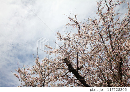 桜の花　ソメイヨシノ 117528206