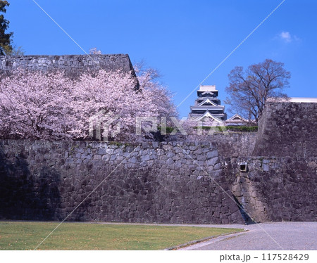 熊本城(別名:銀杏城)の桜風景/「日本三名城」/「国指定特別史跡」/「日本さくら名所百選」 熊本城(別名:銀杏城)の桜風景/「日本三名城」/「国指定特別史跡」/「日本さくら名所百選」 117528429