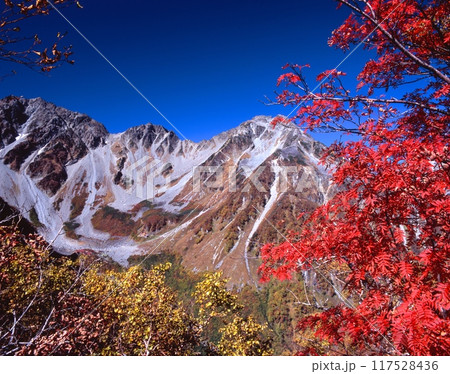 穂高岳(北穂高岳)・北アルプスとナナカマドの紅葉/上高地・徳沢から涸沢カールへのパノラマコースより眺 穂高岳(北穂高岳)・北アルプスとナナカマドの紅葉/上高地・徳沢から涸沢カールへのパノラマコースより眺 117528436