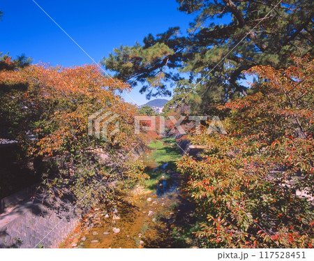 夙川公園(夙川河川敷緑地)の桜紅葉と甲山を展望/「日本のさくら名所100選」/苦楽園口駅付近 夙川公園(夙川河川敷緑地)の桜紅葉と甲山を展望/「日本のさくら名所100選」/苦楽園口駅付近 117528451
