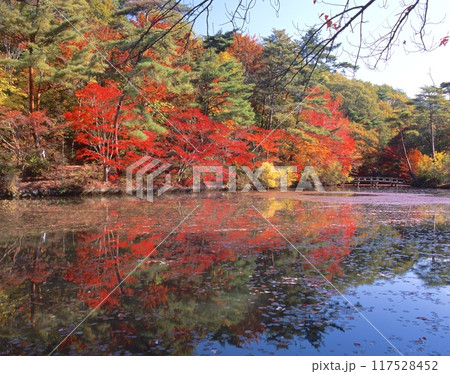 神戸市立森林植物園、長谷池の紅葉/「瀬戸内海国立公園」/六甲山・摩耶山 /兵庫県神戸市 神戸市立森林植物園、長谷池の紅葉/「瀬戸内海国立公園」/六甲山・摩耶山 /兵庫県神戸市 117528452