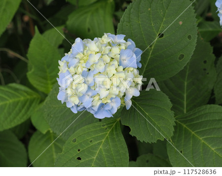 多数の青色の装飾花を備えるアジサイの手毬咲きの花房をクローズアップで撮影した写真 117528636