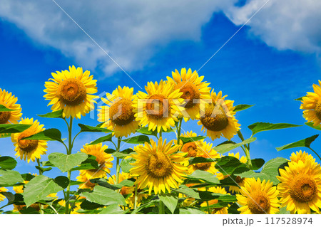 青空に映えるひまわり 117528974