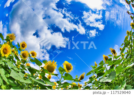 青空に映えるひまわり 117529040