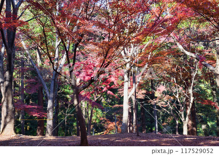 大町公園　もみじ山の美しい紅葉（大町自然観察園）千葉県市川市 117529052