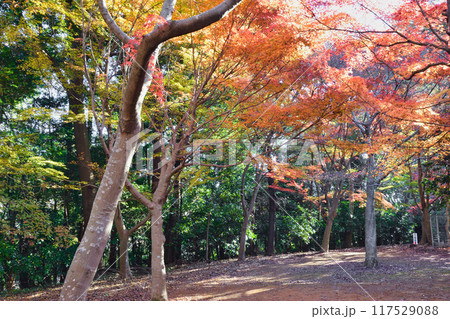 大町公園　もみじ山の美しい紅葉（大町自然観察園）千葉県市川市 117529088