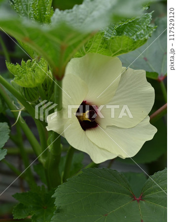 オクラの花 117529120