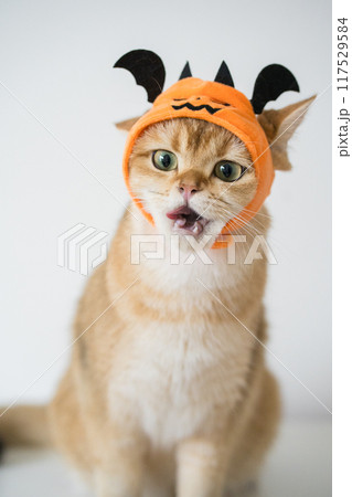 close up gold british cat with wearing pumpkin halloween concept close up gold british cat with wearing pumpkin halloween concept 117529584
