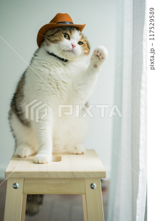 scottish tabby cat with vintage cowboy costume scottish tabby cat with vintage cowboy costume 117529589