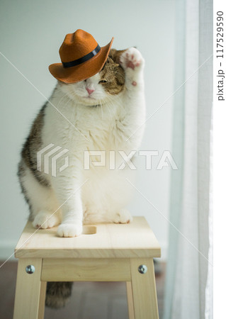 scottish tabby cat with vintage cowboy costume scottish tabby cat with vintage cowboy costume 117529590