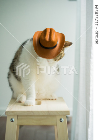 scottish tabby cat with vintage cowboy costume scottish tabby cat with vintage cowboy costume 117529594