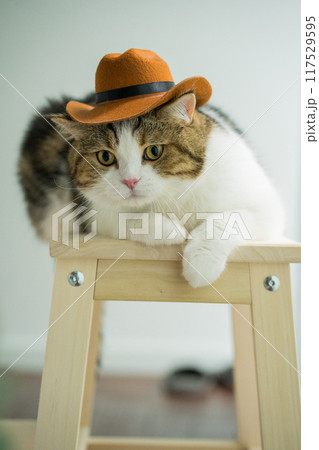 scottish tabby cat with vintage cowboy costume scottish tabby cat with vintage cowboy costume 117529595