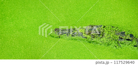 crocodile partially submerged in water covered with green duckweed, natural camouflage and alligator predator behavior. aisan siamese crocodile in river at the asia tropical forest hiding for hunting crocodile partially submerged in water covered with green duckweed, natural camouflage and alligator predator behavior. aisan siamese crocodile in river at the asia tropical forest hiding for hunting 117529640
