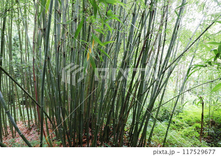 植物園の竹林に植えられた竹 ホウショウチク 植物園の竹林に植えられた竹 ホウショウチク 117529677