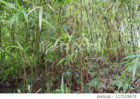植物園の竹林に植えられた竹　チゴカンチク 117529678