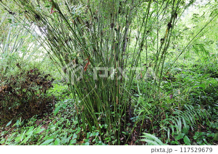植物園の竹林に植えられた竹 ホウオウチク 植物園の竹林に植えられた竹 ホウオウチク 117529679