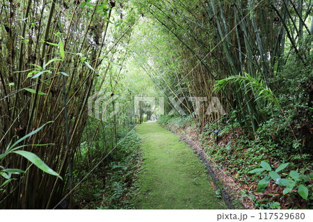 植物園の竹林の苔むした道 117529680